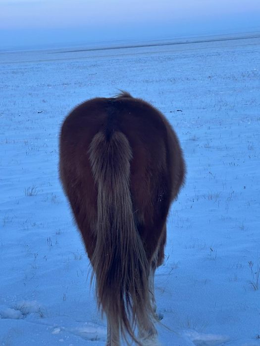 Тяж тайлар сатылады