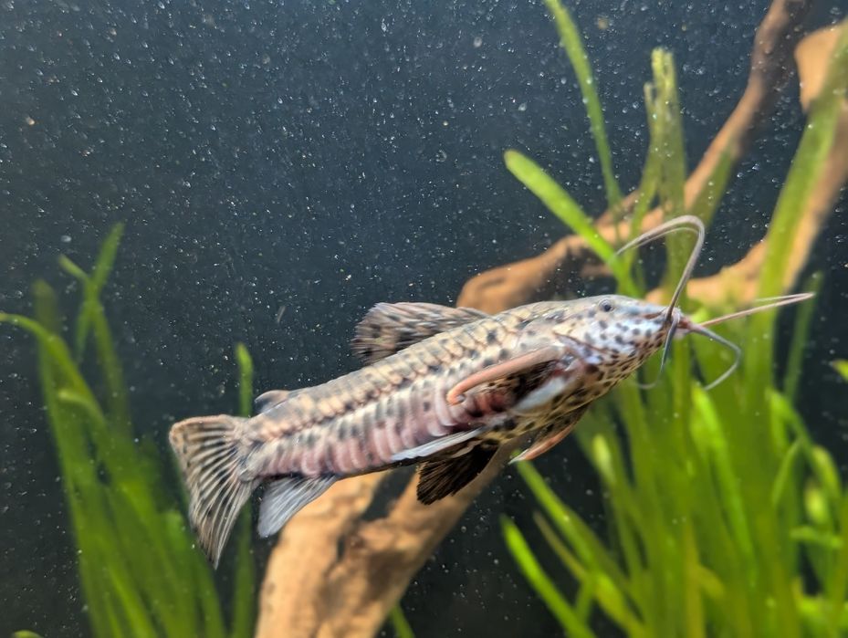 Продам аквариумную рыбу