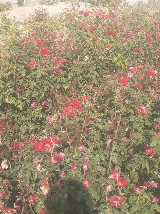 Chorni kochatla sotiladi