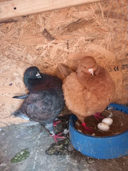 Porumbei kingi linia noua