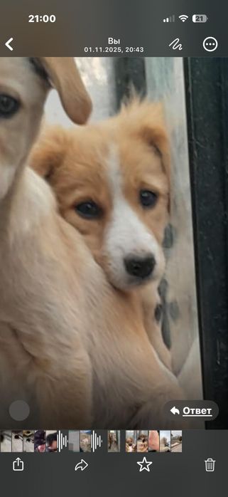 Дарю щенят!       .