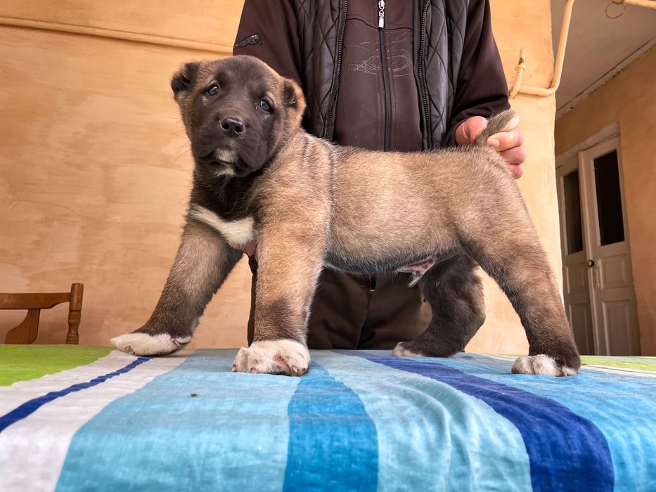 Щенок Турецкого Кангала ( Чистокровный )