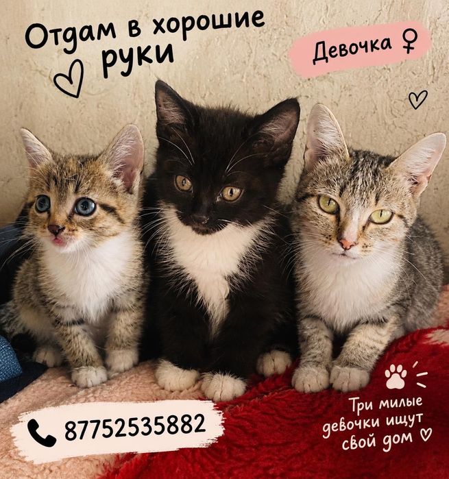 Отдам в хорошие руки