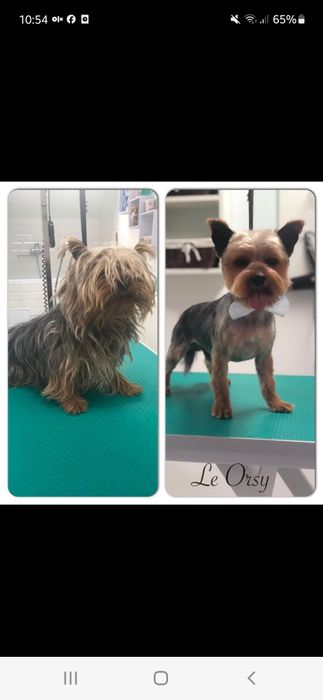 Coafură canina le orsy (alfa)