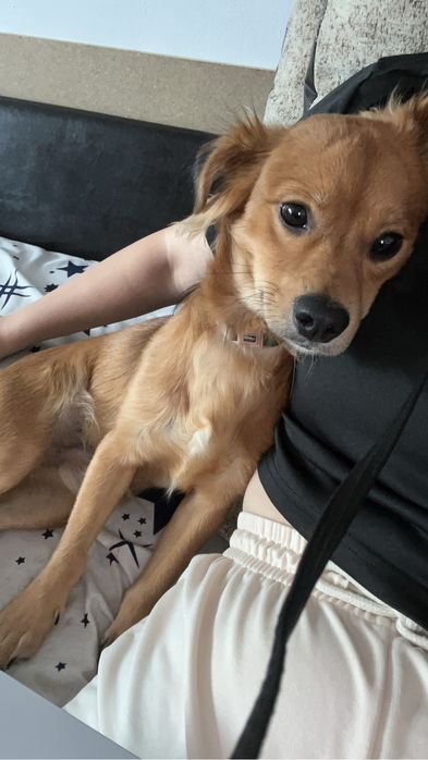 Adoptie ciane 0 lei