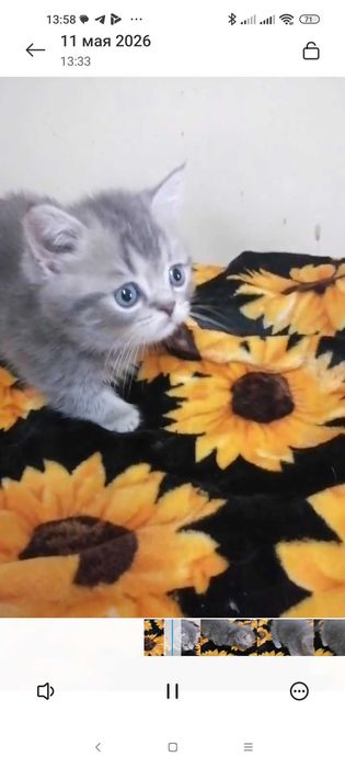 Продаются котята манчхины
