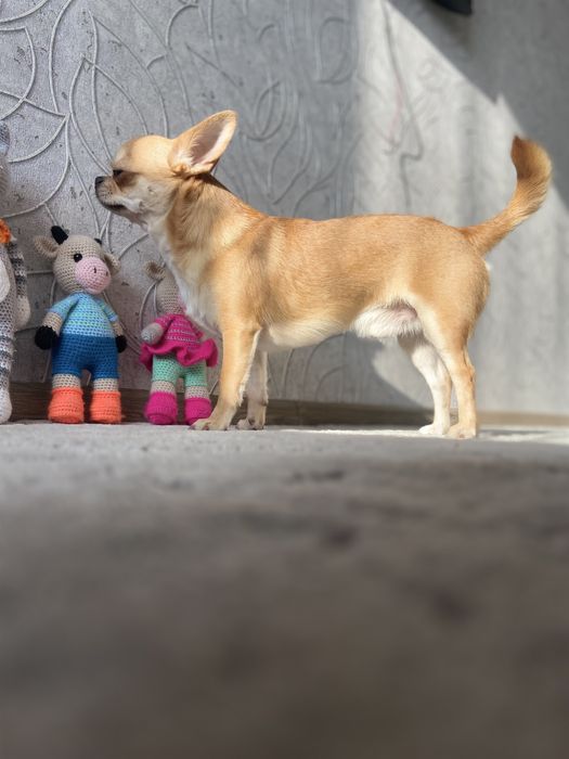 Вязка чихуа-хуа кобель