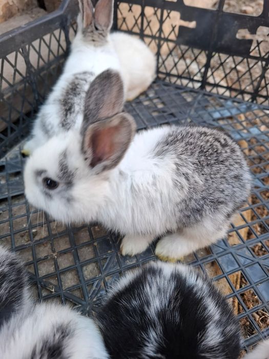 Iepurașii de vânzare