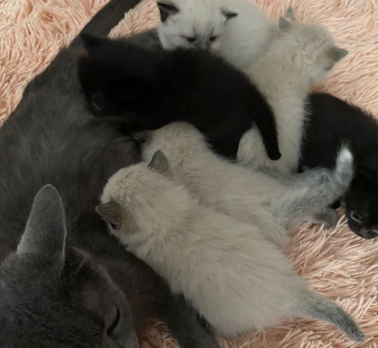 Котята бесплатно