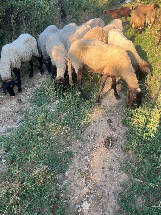 Vand capre / țapi judetul Mehedinți