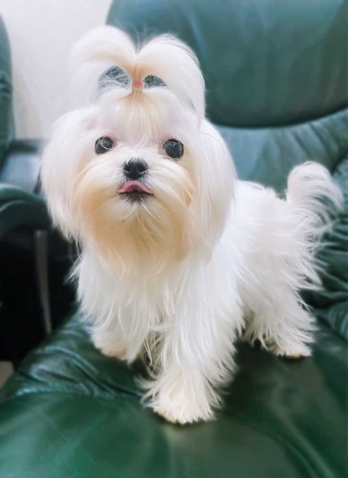 Малтезе -с родословие