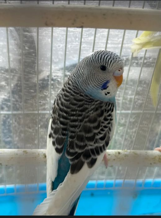 Paugay valnisti maladoy