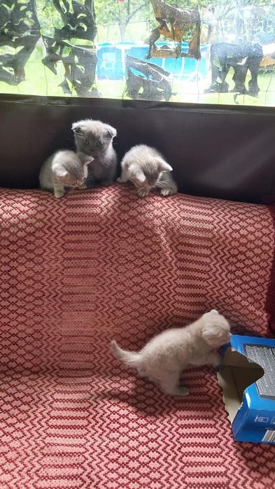 Шотландски клепоухи