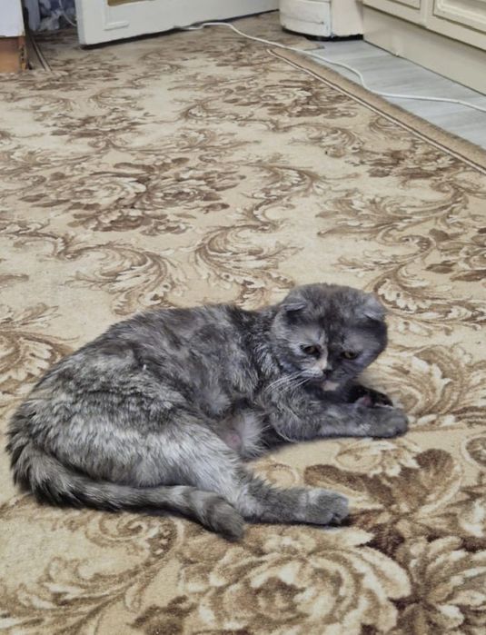 Отдам котенка в добрые руки!