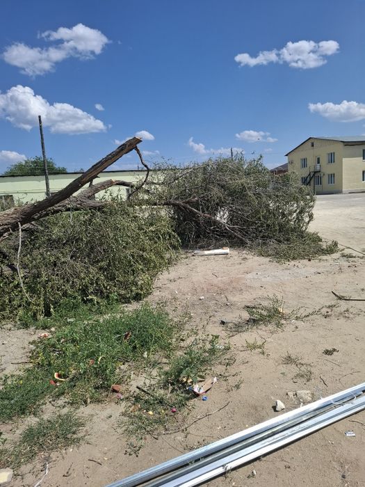 Дерево бесплатно ағаш тегін