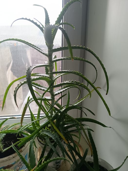 Продаются трёхлетние алоэ