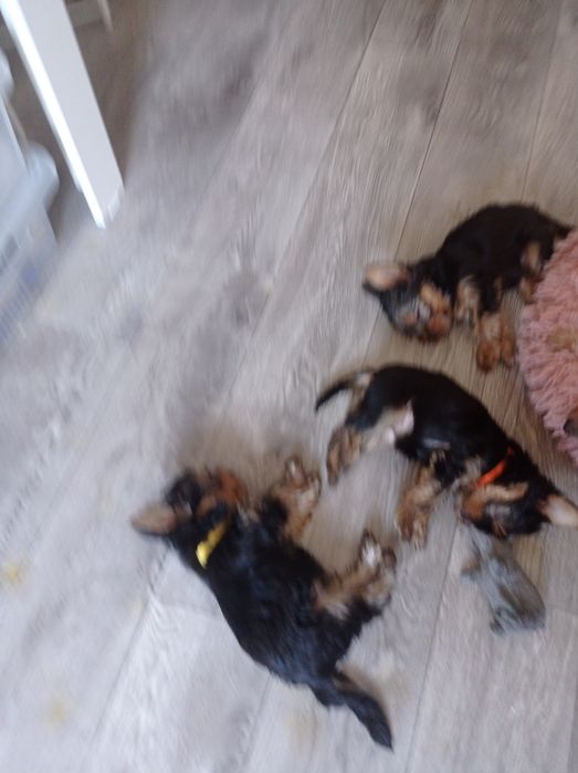 Продам щенков йорка с прививками