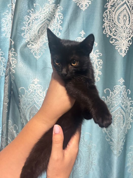 Котенок в хорошие руки