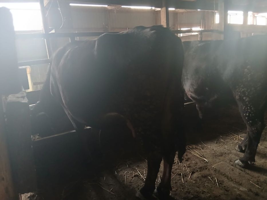 Продам двух стельных коров