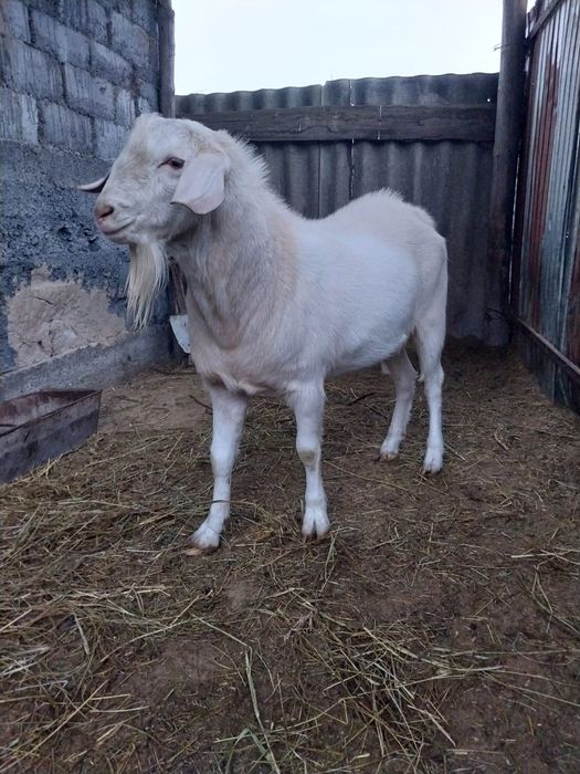 Продается козел Англо-нубийской  пароды.