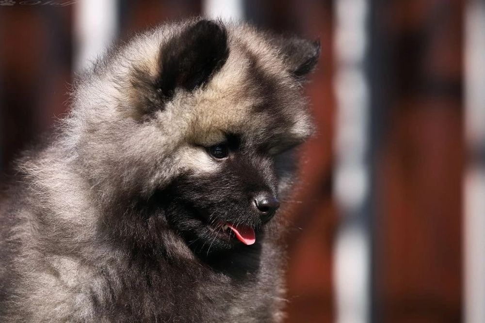 Щенки вольф шпица