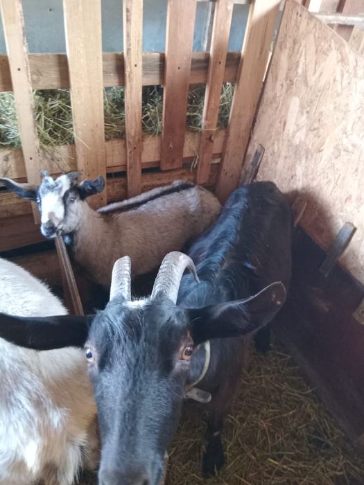 Capre de rasa 2 bucati