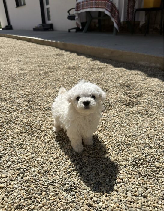 puiuț bichon mini toy