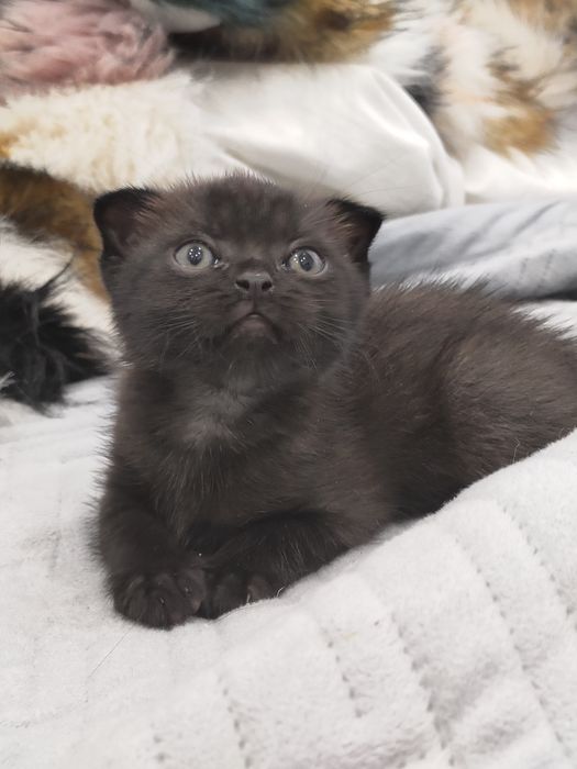 Шотландские котятки