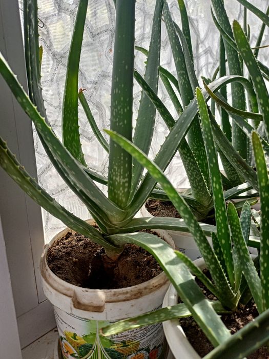 Алоэ 3-л лечебный