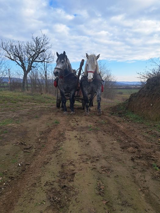 Vand 2 iepe una de 4 ani si una 5 gestante foarte bune la caruta