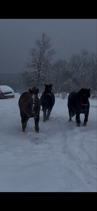 De vanzare 2 manji se 1,5 ani