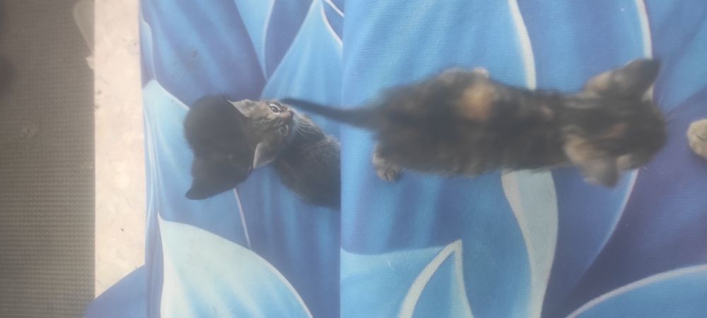 Одам Котята в хорошие руки