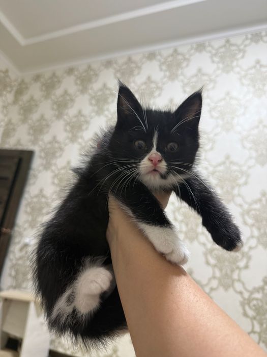 mushuk hadiyaga beriladi