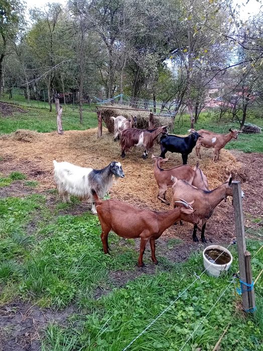 Vând capre  la 500ron