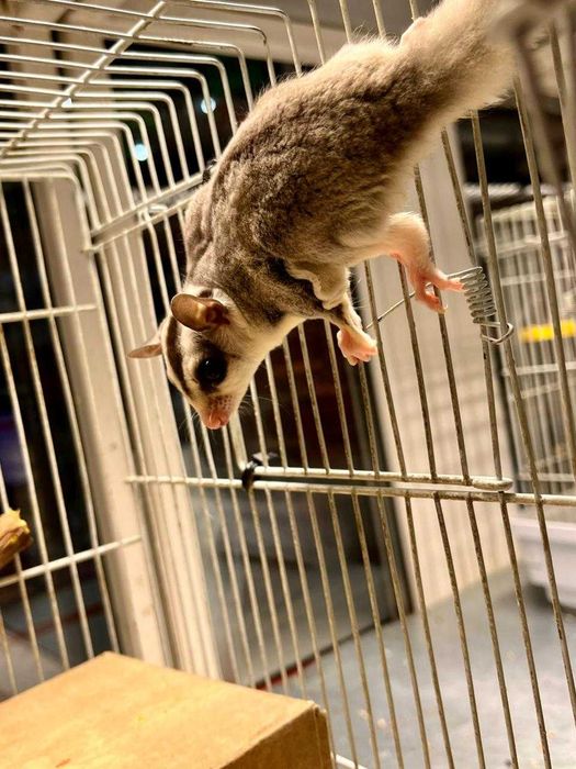 Сахарный поссум в «Живом Мире»