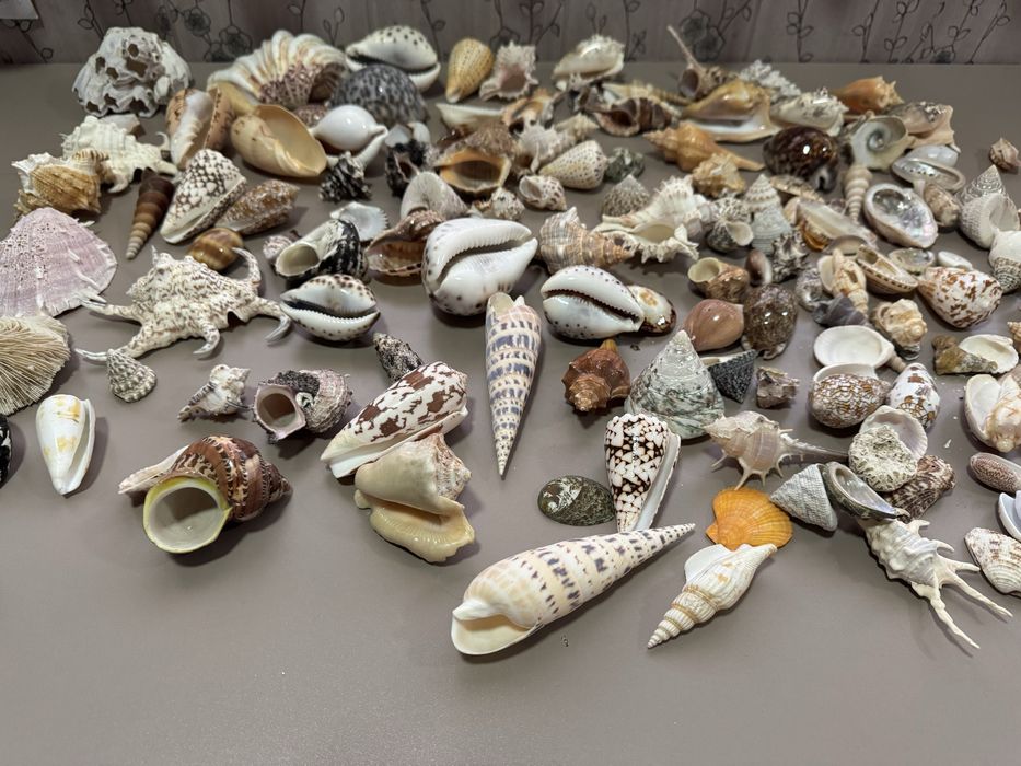 Ракушки морские