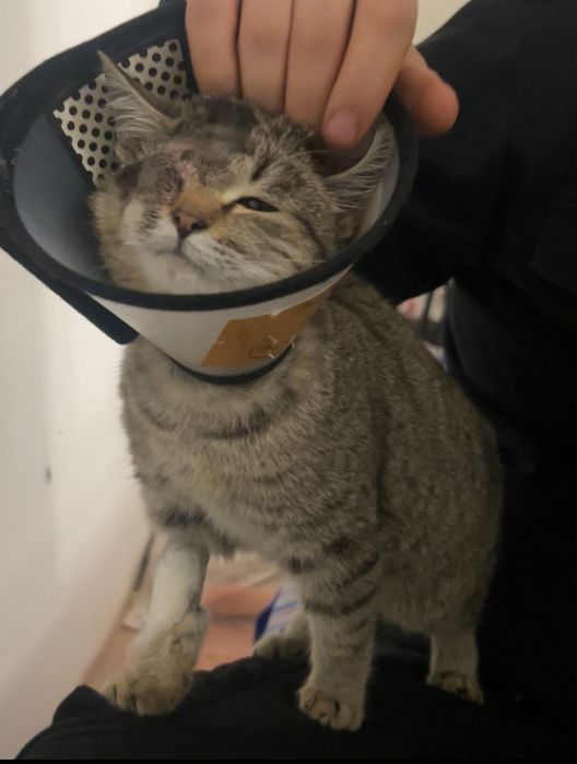 Особенный котенок ищет маму