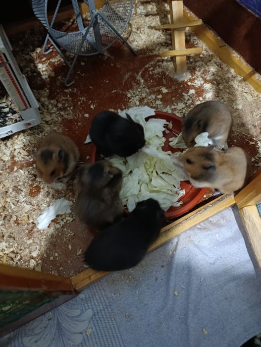 Хамяк  Сиренский сотилади