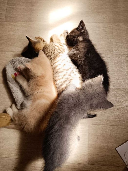 Отдам котят в добрые руки