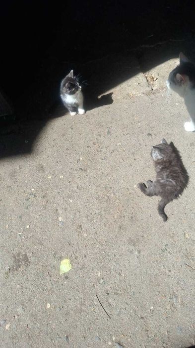 Котята в добрые руки