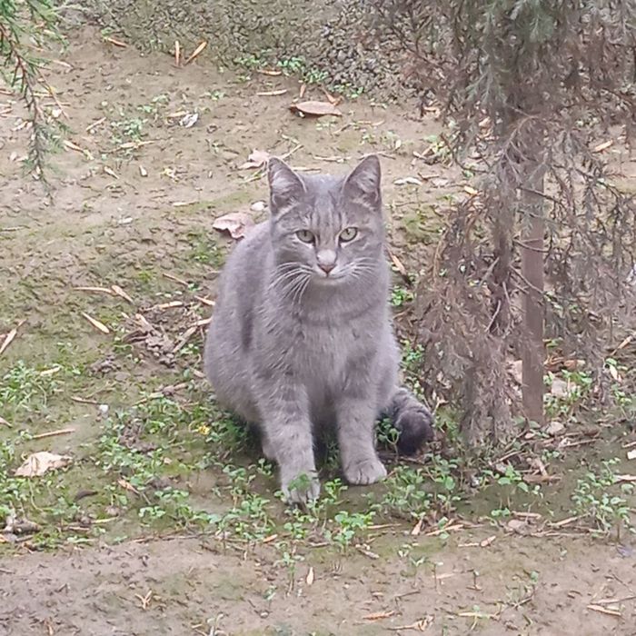 Отдам даром кошку