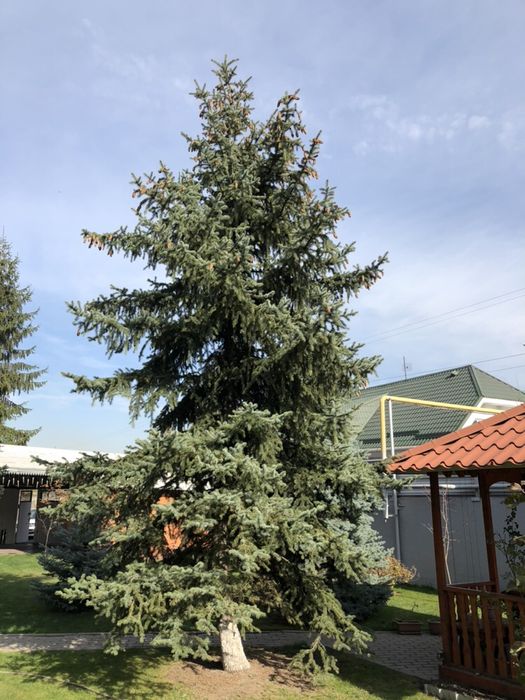 Продам голубую/зеленую Ель