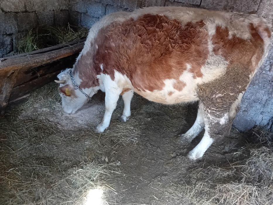 Vând junincă gestanta pe a-9-a  lună