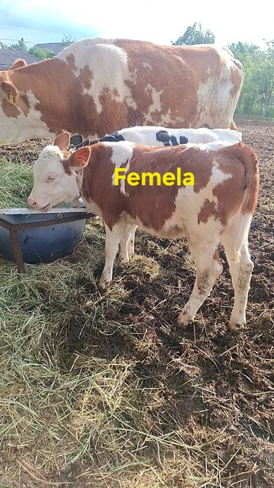 Vand un vitel si o vitea