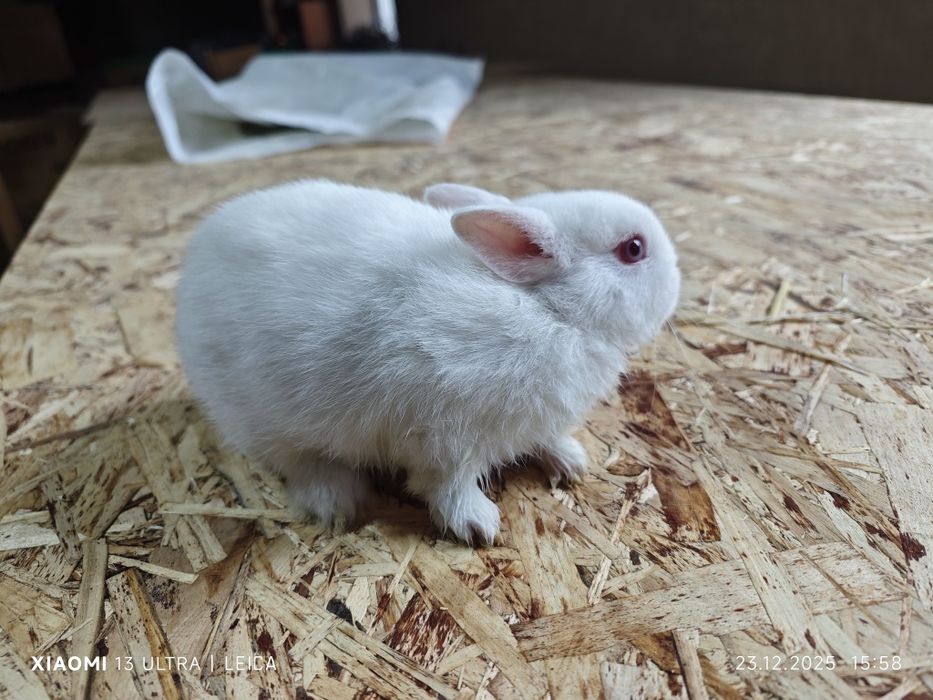 Кролики декоративные карликовые