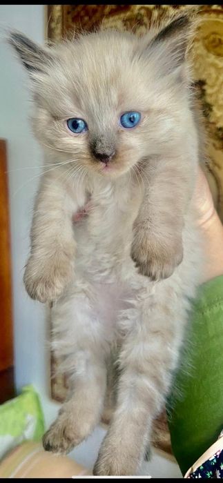 котята маленькие