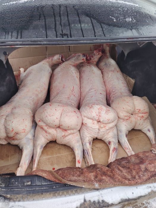 Продам баран, токты