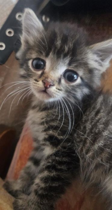 Котёнок мальчишка