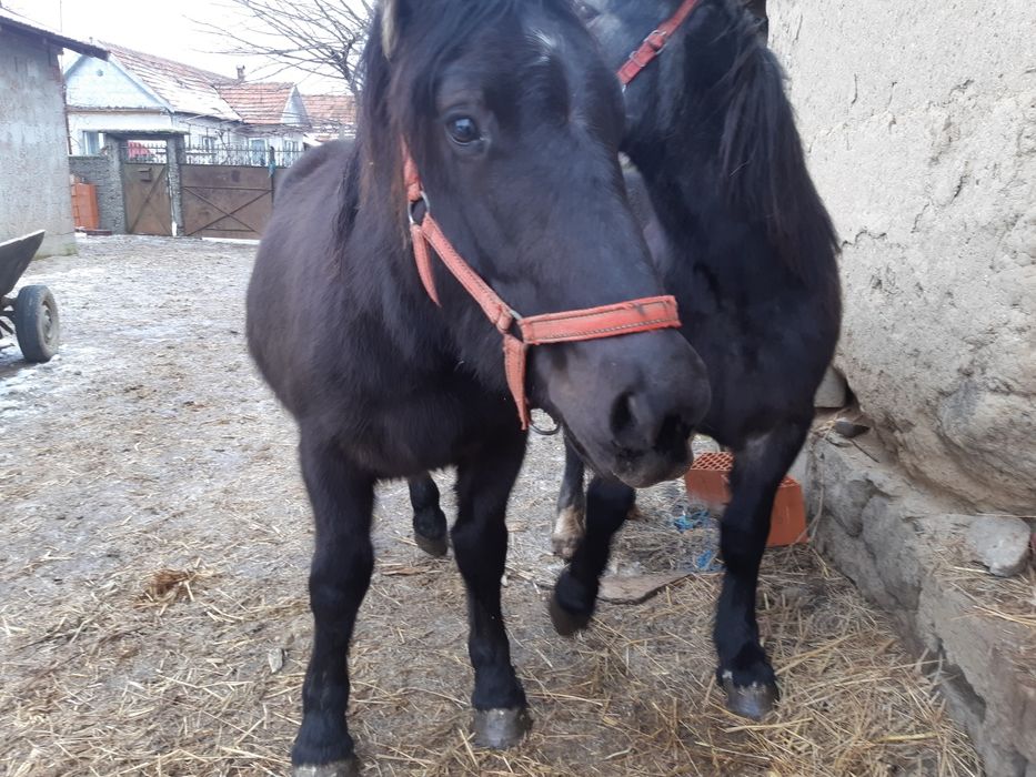 Vand 2 manzi manza neagra