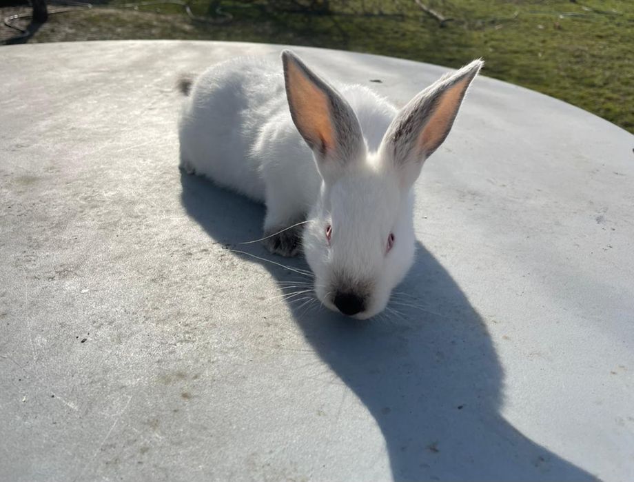 Vând iepuri de rasă